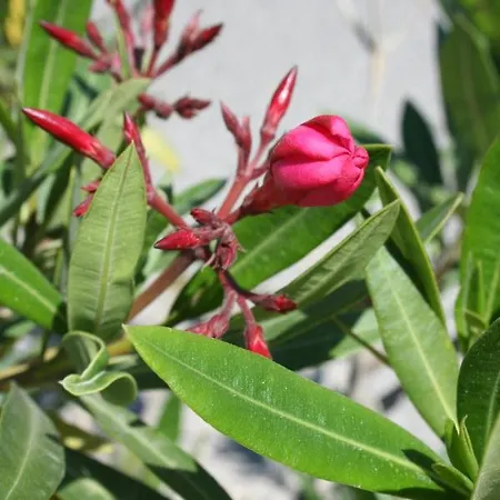 Leander Vendeghaz בית הארחה 3*