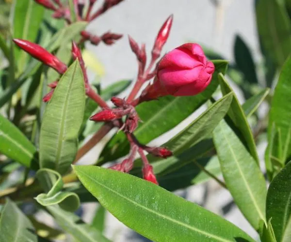 Leander Vendeghaz Vendégház 3*